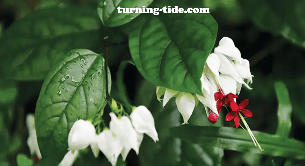 turning-tide