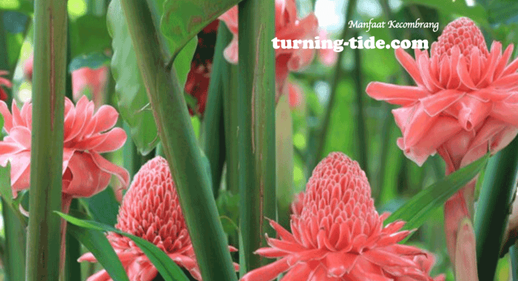 turning-tide